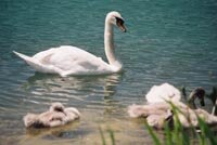 cergy_cigne.jpg