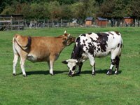 sq_vache.jpg