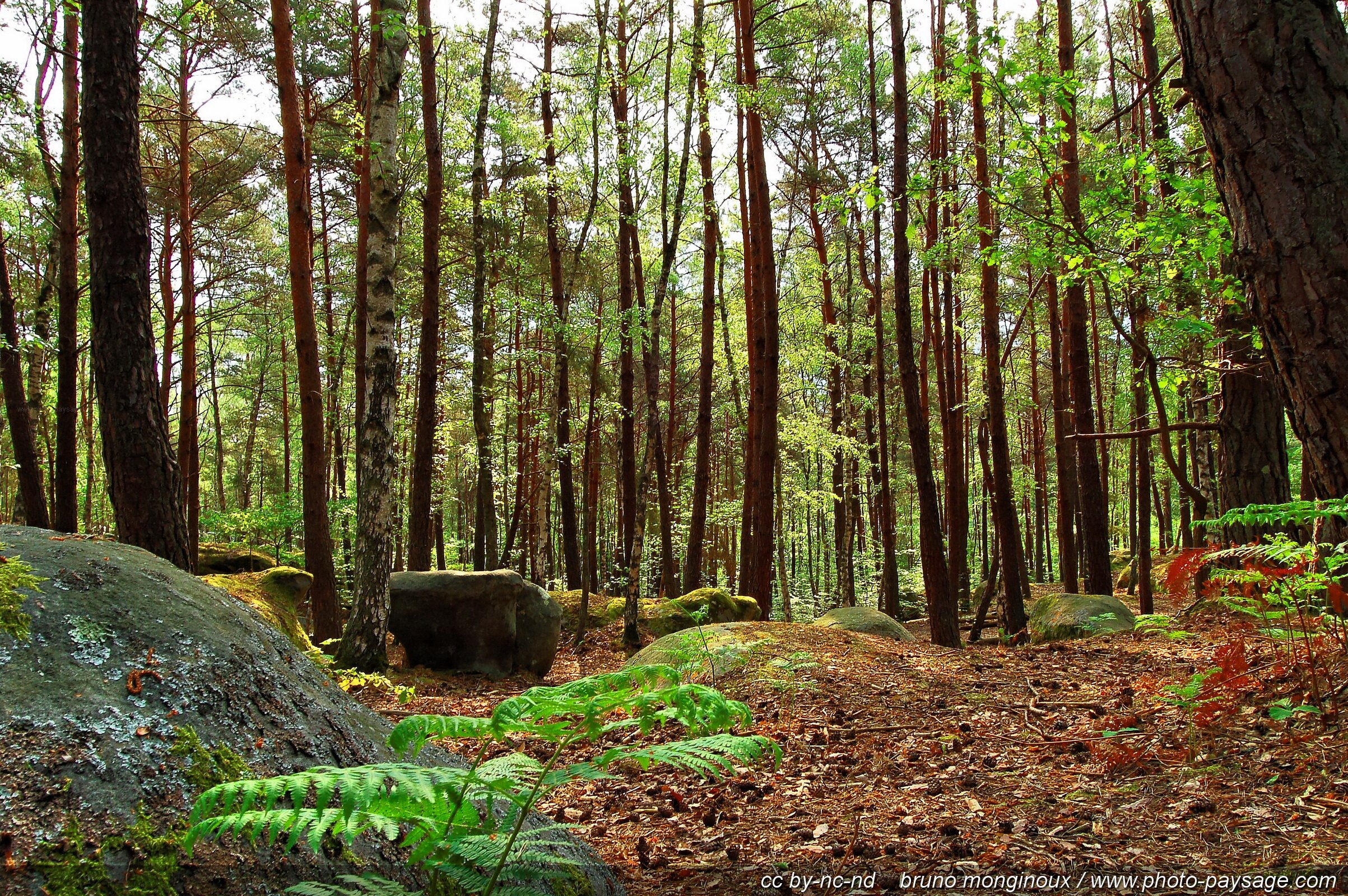 La Foret De Fontainebleau Fontainebleau La For t Trop Visit e ZRYT